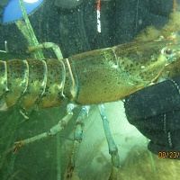 American Lobsters were found in all levels of chambers on the Habitat Moorings. Adult Lobsters like the one held here, were usually found in lower chambers.