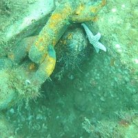 The top pocket on the mooring, with recessed hitch rod and chain link, became a desirable cavity for many varieties of marine life.