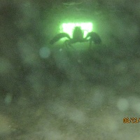 Lobsters usually retreated to deepest recesses of tunnels, or attempted to escape out the &ldquo;back door&rdquo; of the tunnel